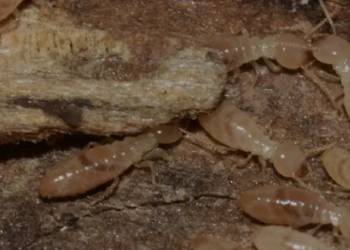 Protect Your Home from Termites