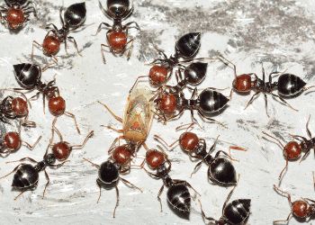 ants removal services