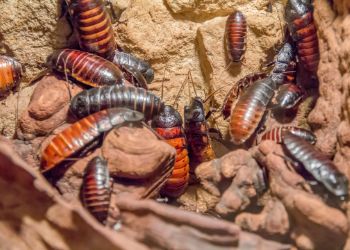 cockroach extermination canberra