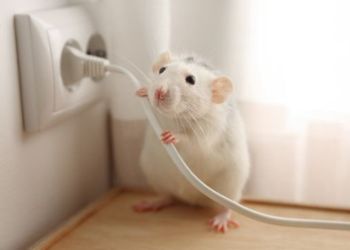 rat control services