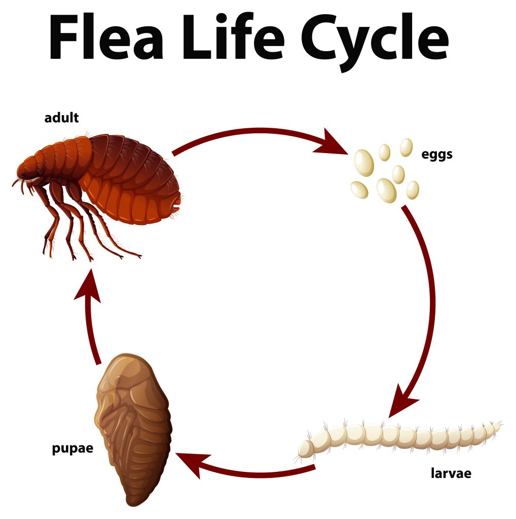 flea pest control Canberra