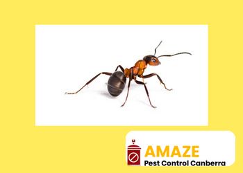ant removal canberra