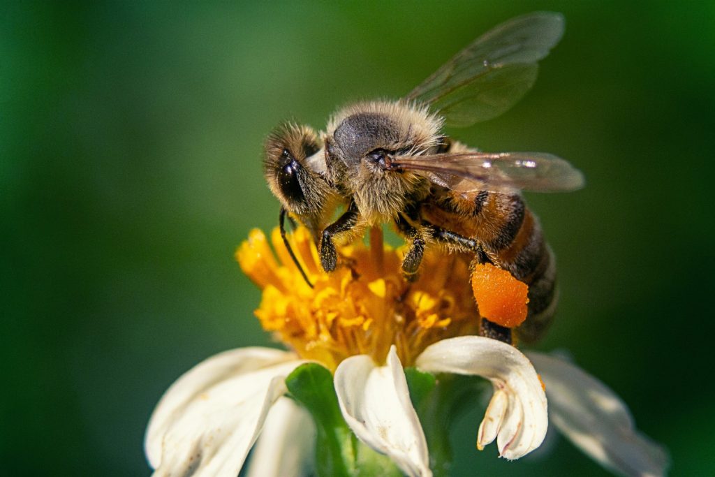 bee pest control Canberra