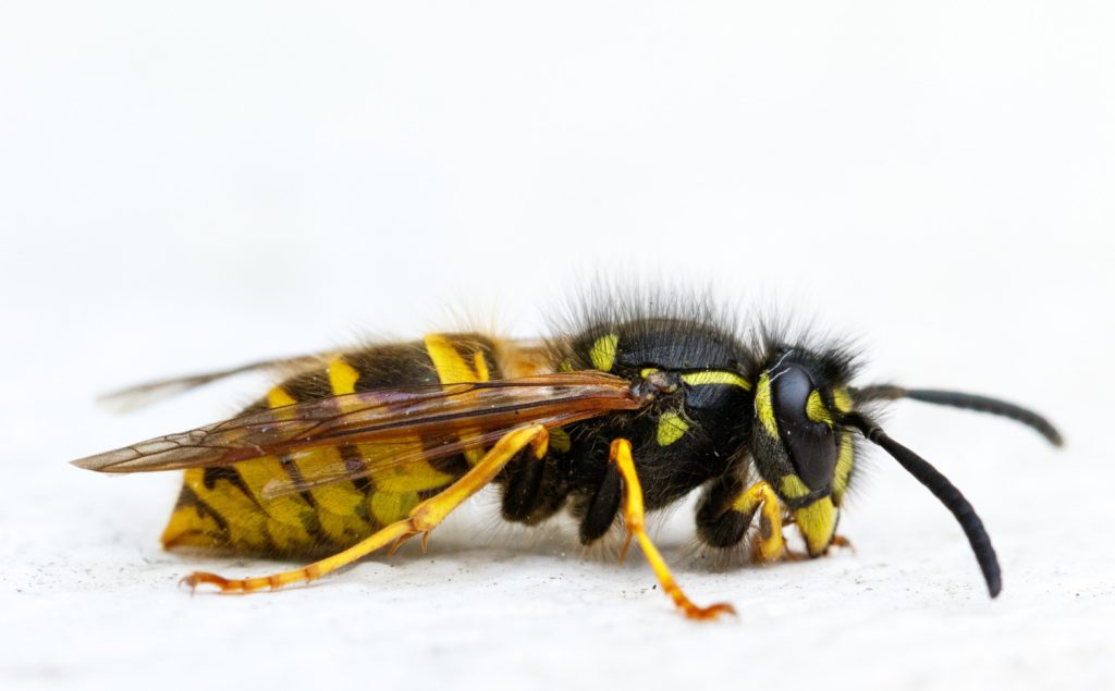 wasp control Canberra