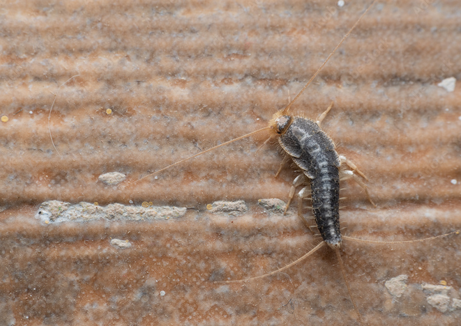 silverfish pest control service in Canberra